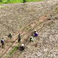 Cá từ biển lên rừng: Lính giữa rừng mong xe chở cá