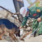 Quân khuyển Việt Nam hoạt động hiệu quả hàng đầu trong cứu hộ tại Venezuela
