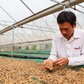 Giá cà phê tiếp tục lao dốc