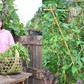 Dưới chân chung cư mọc lên khu vườn 200 m², rau nhiều đến mức chia cả xóm