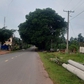 Tán cây ảnh hưởng giao thông