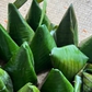 Bánh ít ở miền Tây: Chiếc 'râu' nhỏ trên chóp bánh dùng để làm gì?
