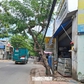 Nguy cơ cây xanh bật gốc, ngã đổ trong mùa mưa