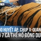 Đo huyết áp, chụp X-quang cho 7 cá thể hổ Đông Dương tại Vườn quốc gia Phong Nha - Kẻ Bàng
