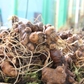 Chỉ dẫn địa lý sâm Ngọc Linh được quản thế nào ở Đà Nẵng?