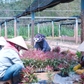 Thu gần 20 tỉ đồng mỗi năm nhờ làm vườn ươm