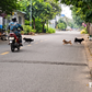 Chó vẫn thả rông khắp khu dân cư Cát Lái, có bé gái bị rượt vào tận nhà sách