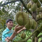 Giá sầu riêng bất ngờ tăng mạnh