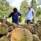 Sầu riêng bứt tốc, xuất khẩu rau quả chinh phục kỷ lục mới