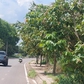 Cây xanh che khuất tầm nhìn