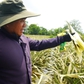 Xót ruột nhìn 300 ha dứa chết thối vì nước lũ