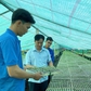 Thu nhập 300 triệu đồng/năm từ vườn ươm ớt chỉ thiên và ớt sừng vàng châu Phi