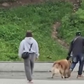 Công an làm rõ vụ đánh chó Alaska ở quảng trường Lâm Viên Đà Lạt