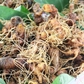Mê trận sâm Ngọc Linh thật - giả: Làm sao biết đúng nguồn gốc?