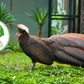 Ít ai biết vì sao chim trĩ sao xuất hiện trên logo Thảo Cầm Viên Sài Gòn