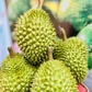 Xuất khẩu sầu riêng vào Hàn Quốc dẫn đầu, tăng gần 200%