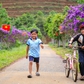 Đồi chè Đông Trường Sơn thu hút du khách với hàng ngàn cây hoa mua Úc