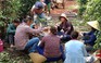 Bà Rịa - Vũng Tàu: Huy động lực lượng thu hoạch hồ tiêu giúp nông dân