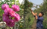 Chàng nông dân 9X kiếm bộn tiền nhờ tận dụng mạng xã hội quảng bá hoa hồng