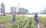 TP.Thủ Đức trồng hơn 15.000 cây hoa hướng dương ở bờ sông Sài Gòn đón tết