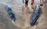 An táng cá ông khoảng 300 kg dạt vào bờ biển Trà Vinh