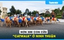 Độc lạ: Hơn 300 con cừu đeo nơ xanh đỏ, 'catwalk' trên đường phố Ninh Thuận