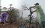 Người trồng đào Nhật Tân đội mưa “hồi sinh” đào tết