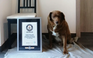 Chú chó phá kỷ lục thế giới, sống thọ nhất lịch sử