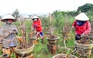 Bình Định: Nông dân An Nhơn tất bật chăm mai kiểng sau tết