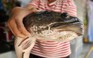 Nông dân miền Tây bắt được cặp cá lóc đồng ‘khủng’, nặng gần 14 kg