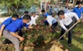 Trồng trăm cây mai vàng tại khu di tích