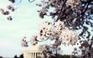 Việt kiều Mỹ hòa mình vào biển người đổ về Washington, D.C. mùa hoa anh đào