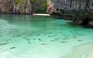 Cá mập hay du lịch? Giới chức Thái Lan phải đau đầu lựa chọn