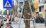 Hà Nội: Hàng loạt cây xanh chết khô trên đường 340 tỉ đồng vừa thông xe