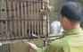 Thổi thuốc mê bắt khỉ trong chùa ở TP.HCM