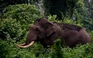 Ấn Độ bắt được con voi giết chết 6 người