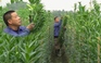 Hoa loa kèn bất ngờ tăng giá giữa mùa, nông dân Đan Phượng phấn khởi
