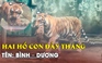 Thảo Cầm Viên Sài Gòn làm lễ đầy tháng cho hai hổ con, đặt tên: Bình-Dương