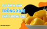 Cùng sống xanh số 37: Tạo thương hiệu cho trái xoài bán được giá cao bằng cách tự ủ vi sinh để dưỡng cây