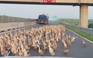 Hàng trăm con vịt ‘đại náo’ đường cao tốc Trung Lương - Mỹ Thuận