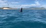 Cá voi xuất hiện ở ven biển Bình Định: Xoay vòng đớp mồi như phim
