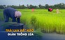 Giá gạo tăng, tại sao Thái Lan giảm trồng lúa?