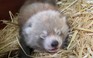 Hai bé gấu trúc đỏ sinh đôi ra mắt tại vườn thú Anh