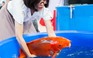Cuộc thi 'hoa hậu' cá koi mời tổ trọng tài Nhật Bản sang chấm giải