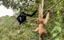 5 con vượn đen má hung ‘về nhà mới’ tại vườn quốc gia Tà Đùng
