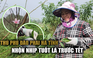 'Thủ phủ' đào phai Hà Tĩnh vào vụ tuốt lá, chủ vườn tính ngày hoa nở đẹp nhất
