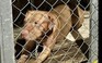 Đề xuất hạn chế nuôi giống chó hung dữ Pitbull, Tosa...: Người huấn luyện nói gì?