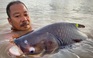 Báo cáo mới: 1/5 số loài cá sông Mê Kông đối mặt nguy cơ tuyệt chủng