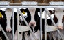 WHO: có trường hợp uống sữa bò chưa thanh trùng bị nhiễm cúm H5N1