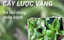 Cây lược vàng giúp ức chế tế bào ung thư, chữa gan nhiễm mỡ